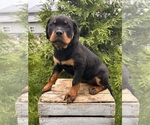 Small #2 Rottweiler