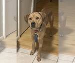 Small #5 Labrador Retriever Mix