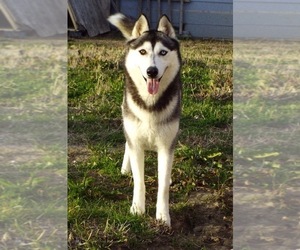 Mother of the Siberian Husky puppies born on 02/09/2023