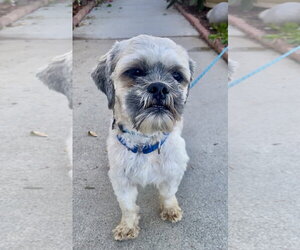 Oskar - Male Shih Apso Dog for Adoption - Photo #2