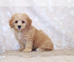 Cavachon Puppy for sale in MARIETTA, GA, USA