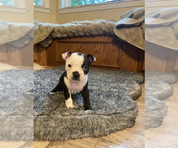 Medium Photo #1 Boston Terrier Puppy For Sale in FREDONIA, KS, USA