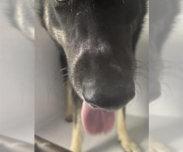 Medium Photo #1 German Shepherd Dog-Unknown Mix Puppy For Sale in Houston, TX, USA