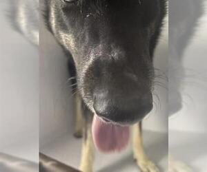 German Shepherd Dog-Unknown Mix Dogs for adoption in Houston, TX, USA