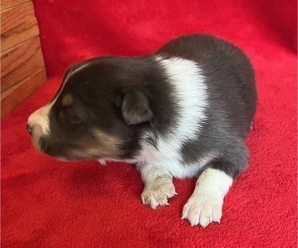 Medium Photo #5 Shel-Aussie Puppy For Sale in FORT MORGAN, CO, USA