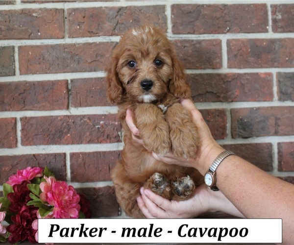 Medium Photo #2 Cavapoo (Miniature) Puppy For Sale in CLARKRANGE, TN, USA