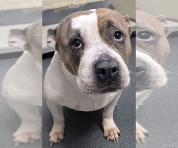 Medium Photo #1 American Pit Bull Terrier Puppy For Sale in Glen Allen, VA, USA