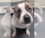 Small American Pit Bull Terrier