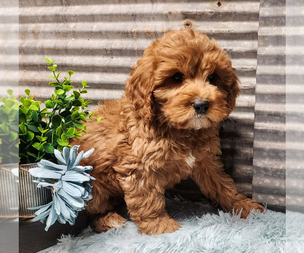 Medium Photo #3 Cavapoo (Miniature)-Poodle (Standard) Mix Puppy For Sale in CAPAC, MI, USA