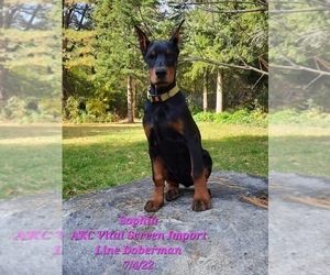 Doberman Pinscher Puppy for Sale in SHIPSHEWANA, Indiana USA