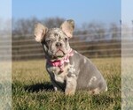 Small Photo #4 French Bulldog Puppy For Sale in FRESNO, OH, USA