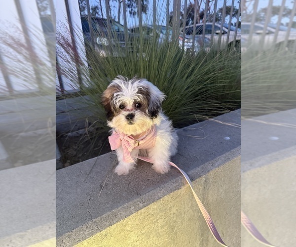 Medium Photo #14 Zuchon Puppy For Sale in LAS VEGAS, NV, USA