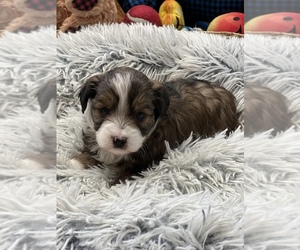 Aussiedoodle Miniature  Puppy for sale in HARRELLS, NC, USA