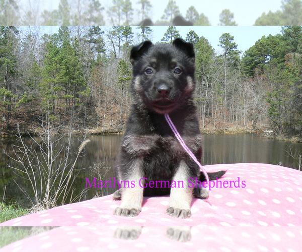 Medium Photo #4 German Shepherd Dog Puppy For Sale in PIEDMONT, MO, USA