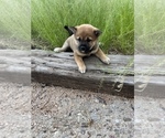 Small Photo #4 Shiba Inu Puppy For Sale in TUCSON, AZ, USA