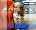 Small Photo #6 Goldendoodle Puppy For Sale in WAYLAND, IA, USA