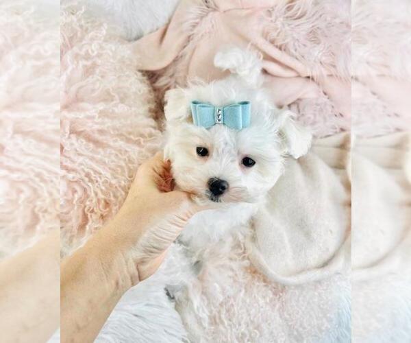 Medium Photo #11 Maltese Puppy For Sale in NAPLES, FL, USA