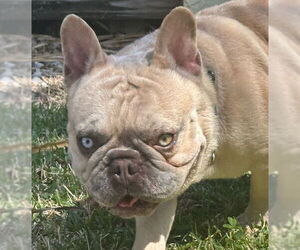 French Bulldog-Unknown Mix Dogs for adoption in Oakland Park, FL, USA