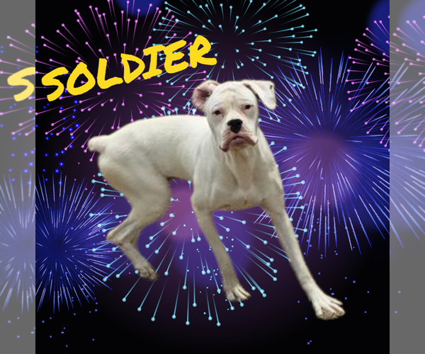 Medium Photo #3 Boxer Puppy For Sale in Seaford, DE, USA