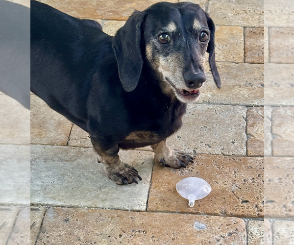 Medium Photo #1 Dachshund Puppy For Sale in Weston, FL, USA