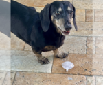 Small Dachshund