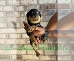 Small Photo #11 Rottweiler Puppy For Sale in FORT WORTH, TX, USA