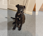 Small American Staffordshire Terrier Mix