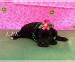Image preview for Ad Listing. Nickname: Tiny Lily