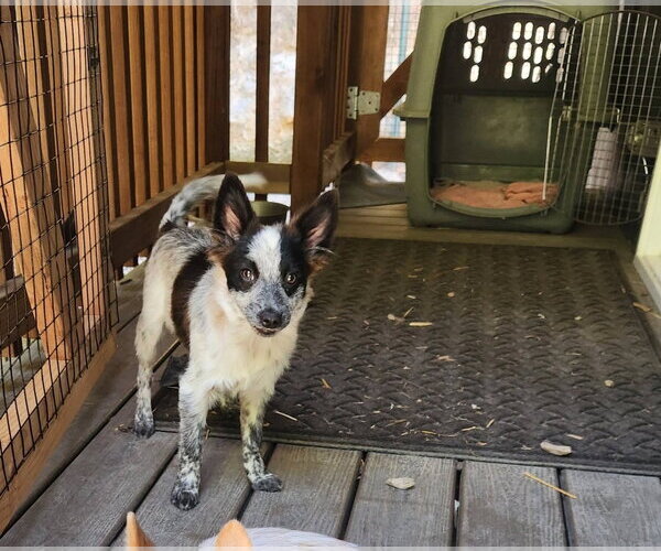 Medium Photo #3 Mutt Puppy For Sale in Paso Robles, CA, USA
