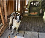 Small #2 Mutt