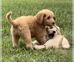 Goldendoodle Puppy for Sale in OLPE, Kansas USA