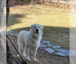 Small Photo #1 Great Pyrenees Puppy For Sale in SEAFORD, NY, USA