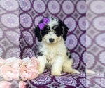 Small #1 Miniature Bernedoodle