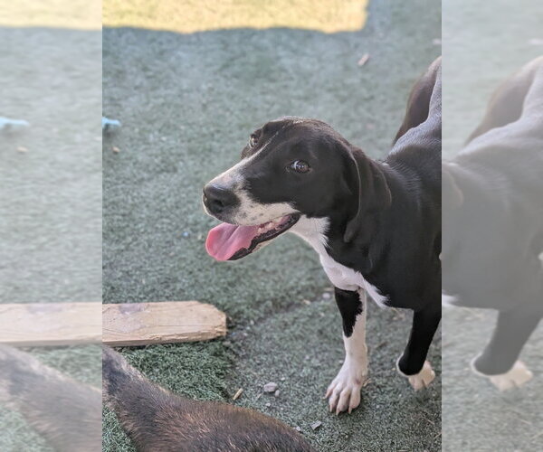Medium Photo #4 Labrador Retriever-Unknown Mix Puppy For Sale in garner, NC, USA