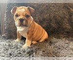 Small English Bulldog