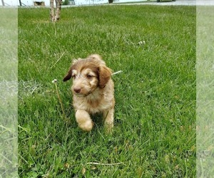Aussiedoodle Puppy for sale in FRYTOWN, IA, USA