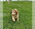 Small Photo #1 Aussiedoodle Puppy For Sale in FRYTOWN, IA, USA