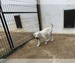 Small #15 Anatolian Shepherd-Labrador Retriever Mix