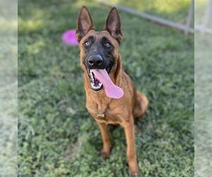 German Shepherd Dog Dogs for adoption in Modesto, CA, USA