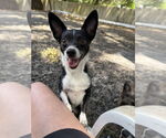 Small #2 Chihuahua