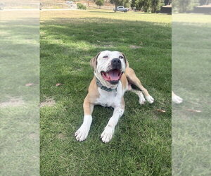 Mikey - Male American Pit Bull Terrier Dog for Adoption - Photo #4