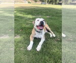 Small #3 American Pit Bull Terrier