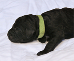 Puppy Lolly Pop Goldendoodle