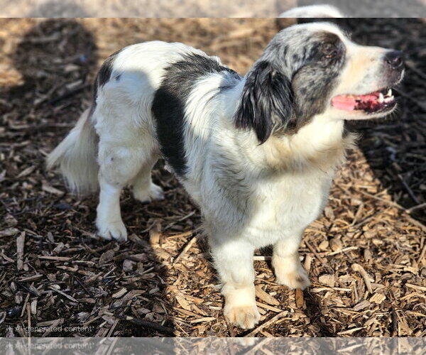 Medium Photo #6 Mutt Puppy For Sale in Bloomingdale, NJ, USA