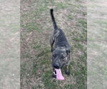 Small #2 Catahoula Leopard Dog-Labrador Retriever Mix