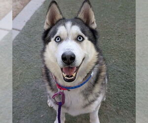 Siberian Husky-Unknown Mix Dogs for adoption in Las Vegas, NV, USA
