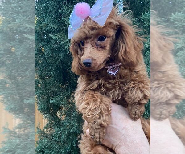 Medium Photo #12 Poodle (Toy) Puppy For Sale in PALO ALTO, CA, USA