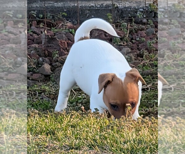 Medium Photo #31 Jack Russell Terrier Puppy For Sale in APPLE GROVE, WV, USA