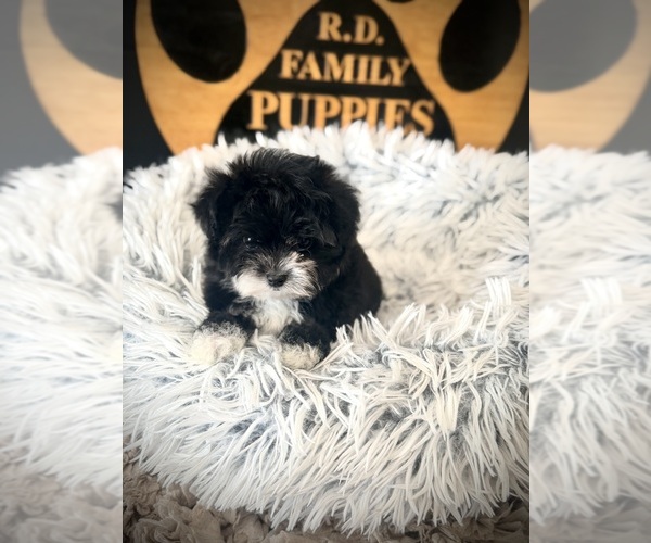 Medium Photo #5 Maltipoo (Toy) Puppy For Sale in CROSSVILLE, TN, USA