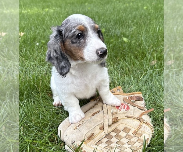 Medium Photo #4 Dachshund Puppy For Sale in MIDDLEBURY, IN, USA